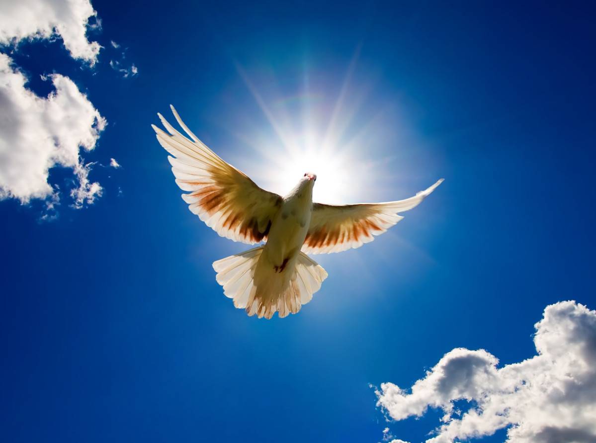 The frail Dove takes flight and how we can live to Infinity #pause #4Gretchen #TuesdayTakeaway