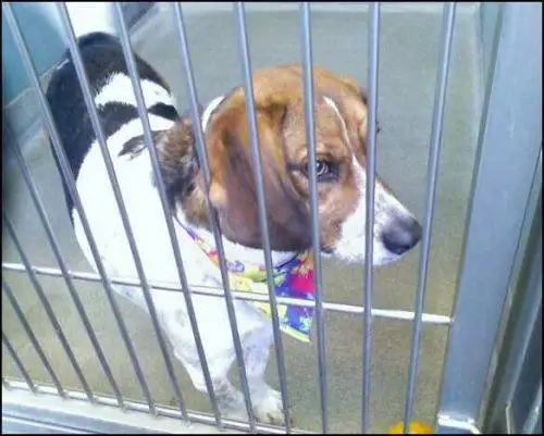 Jasmine at Chicago shelter, ready for adoption.