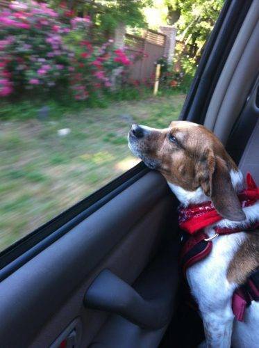 Jasmine Enjoying a Fall Car Ride